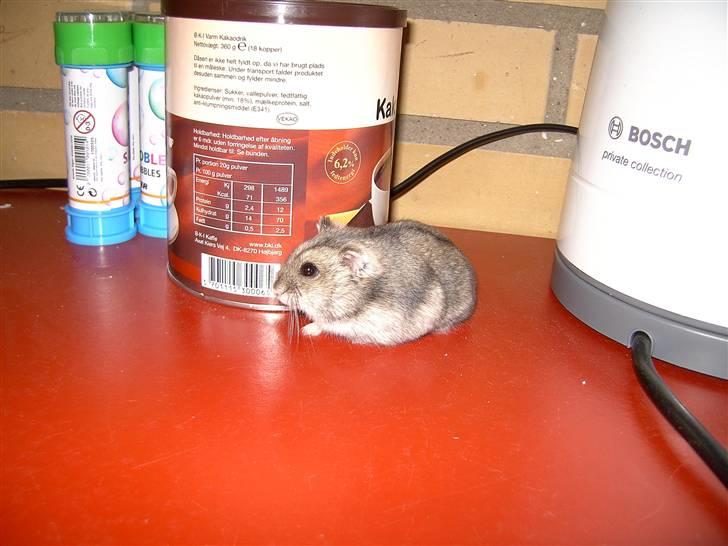 Dværghamster Ingolf R.I.P - ude at gå på bordet <3 billede 8