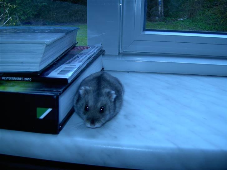 Dværghamster Ingolf R.I.P - Min baby ;b <3 billede 10