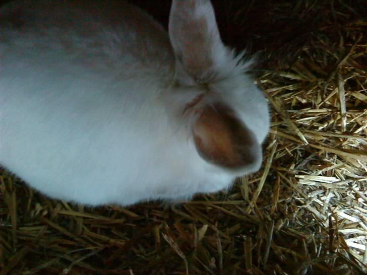 Kanin Stald Foxt's Snefnuk RIP <3 :'( billede 5