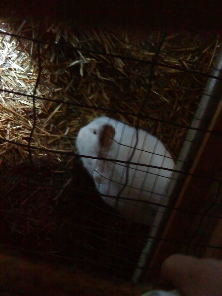 Kanin Stald Foxt's Snefnuk RIP <3 :'( billede 6