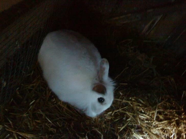 Kanin Stald Foxt's Snefnuk RIP <3 :'( billede 7