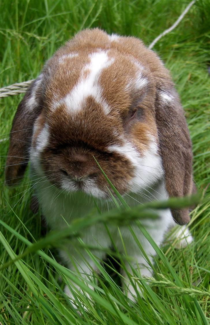 Kanin : Mr. Junior - rip /'; <3 - manne i haven ;D billede 6