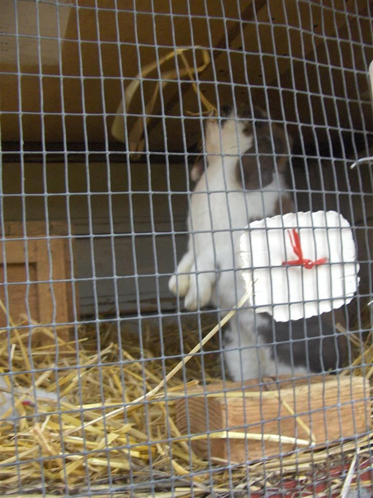 Kanin : Mr. Junior - rip /'; <3 - os hos min far :D det er et af hans små spisifikke tricks xD billede 7