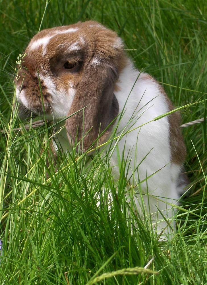 Kanin : Mr. Junior - rip /'; <3 - i haven:) billede 8