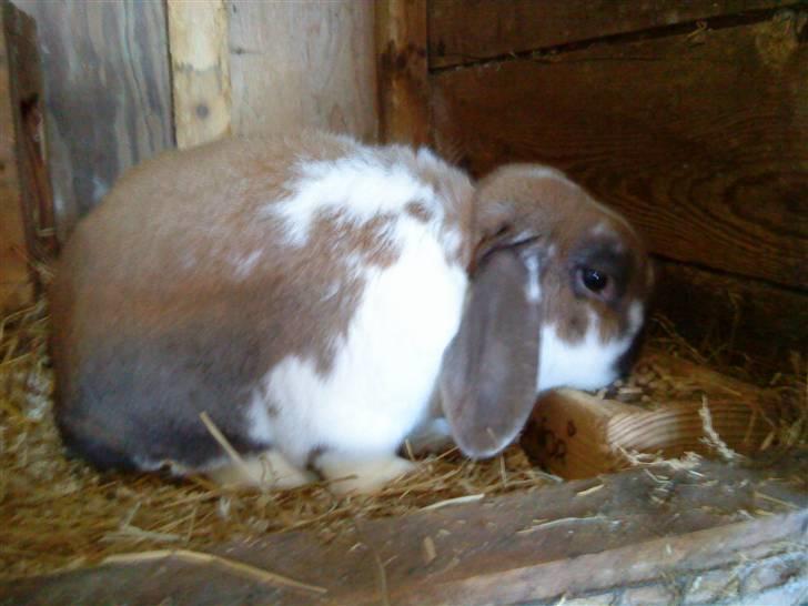 Kanin : Mr. Junior - rip /'; <3 - manne spiser, af sin madskål. :D billede 9