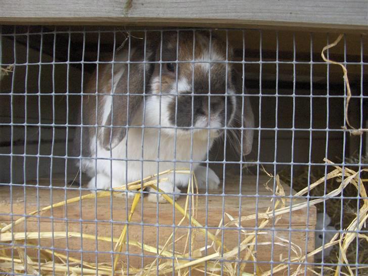 Kanin : Mr. Junior - rip /'; <3 - så ser man lige mig :D lige midt oppe på mit hus :D xD billede 10