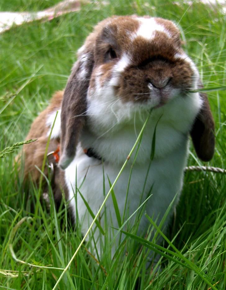 Kanin : Mr. Junior - rip /'; <3 - manne i haven :D´ billede 11