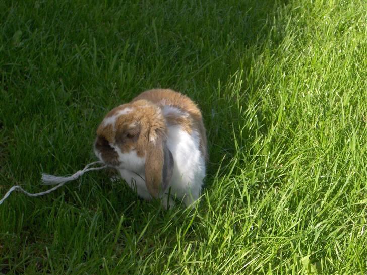 Kanin : Mr. Junior - rip /'; <3 - manne i sele hos far :) ude i vores stoooooore have :D billede 12