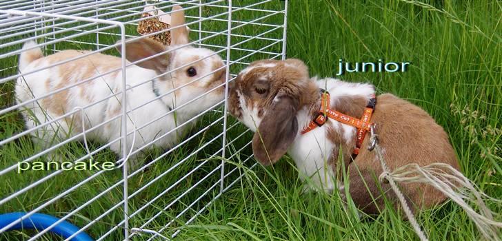 Kanin : Mr. Junior - rip /'; <3 - far og søn :´D billede 13