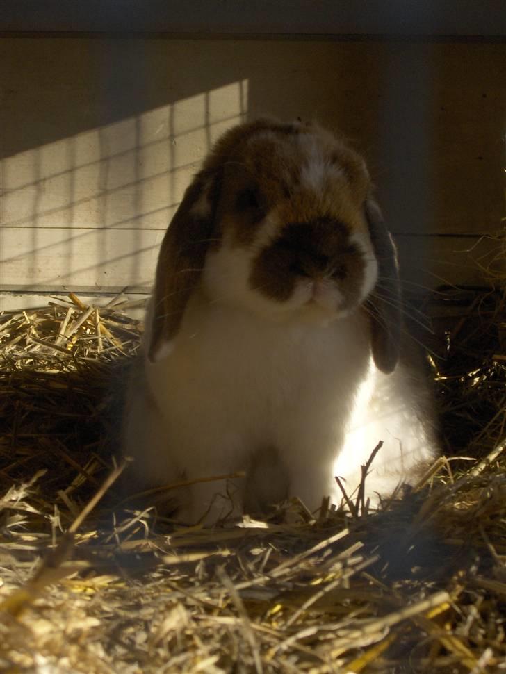 Kanin : Mr. Junior - rip /'; <3 - fotogen :D? billede 14