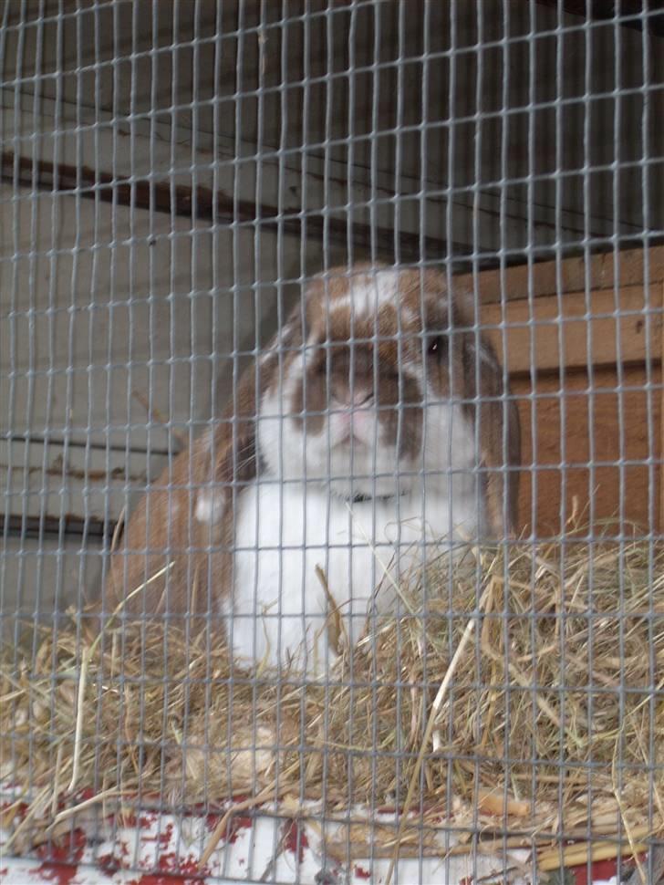 Kanin : Mr. Junior - rip /'; <3 - buttede kinder o´ ´o :D <33 billede 15