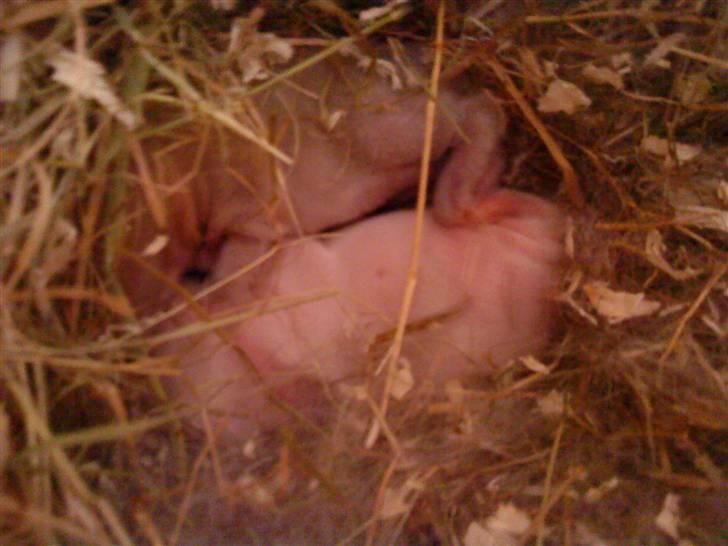 Kanin :  Tinets Pancake(L). - panne som helt lille baaby i: han ligger øverst :) billede 7