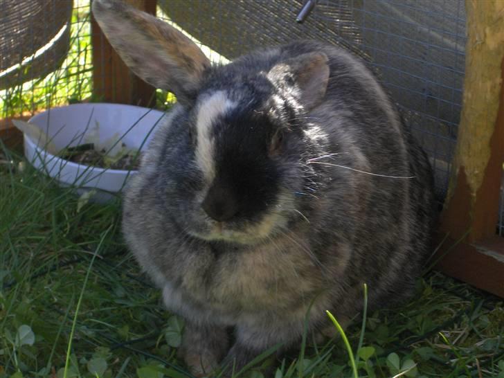 Kanin : Jennie. :'D - jennie i løbeburet ;D billede 3