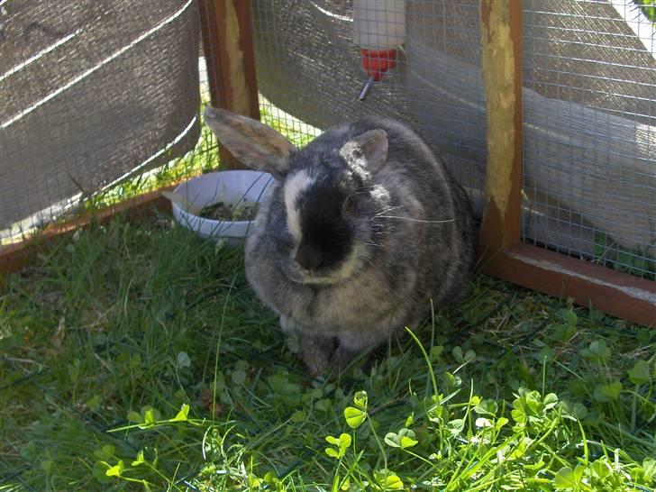 Kanin : Jennie. :'D - jennie i løbeburet :D billede 4