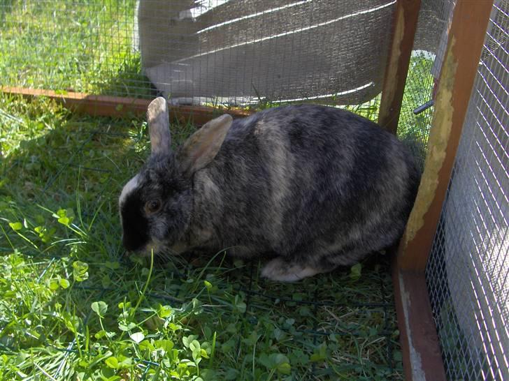 Kanin : Jennie. :'D - så græsser hun lige lidt :D billede 5