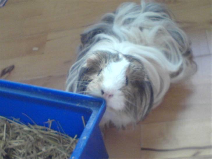 Marsvin Chilli R.I.P - Hun holdte meget af sit bur billede 1