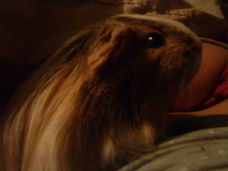 Marsvin Chilli R.I.P - hun var altid meget nysgerrig billede 2