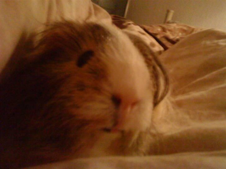 Marsvin Chilli R.I.P - Smukke skatt billede 3