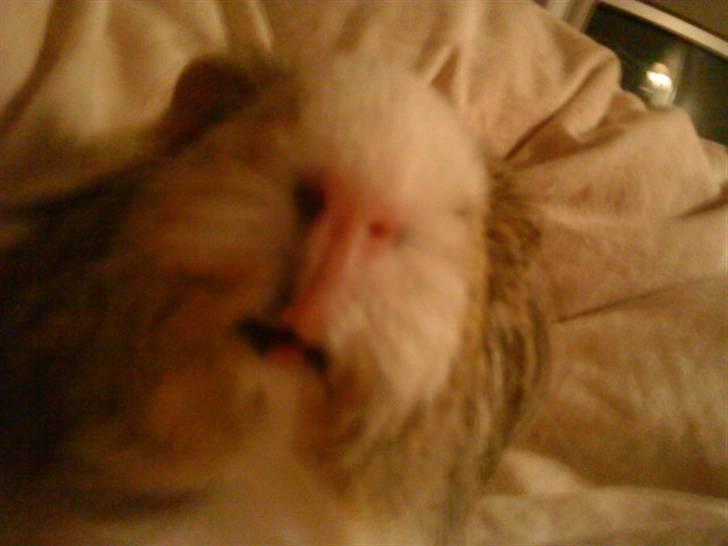 Marsvin Chilli R.I.P - søde næste<33 billede 4