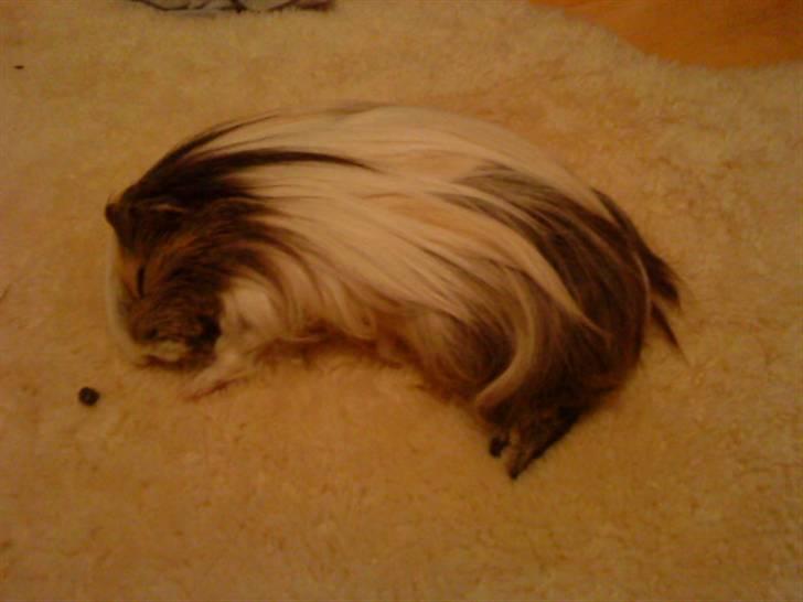 Marsvin Chilli R.I.P - d. 22 Januar :´( billede 5