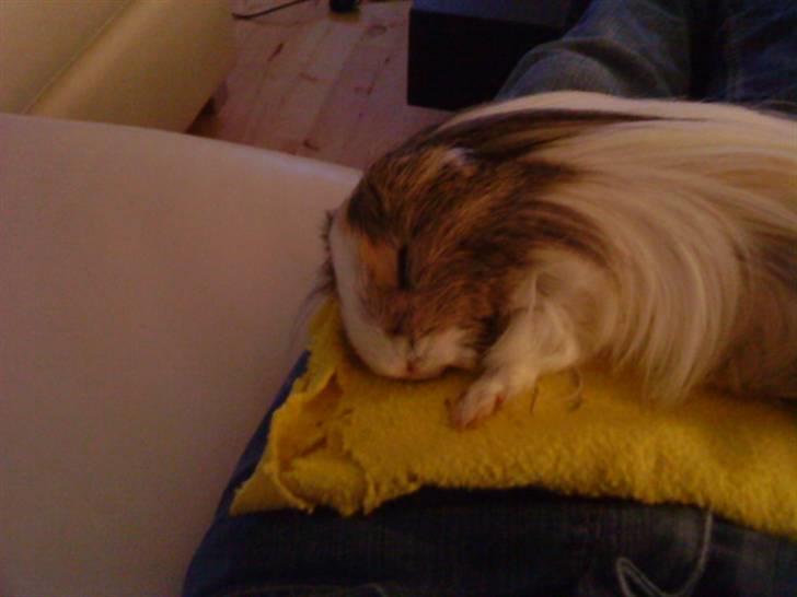 Marsvin Chilli R.I.P - hun lå på mit skød.. billede 6