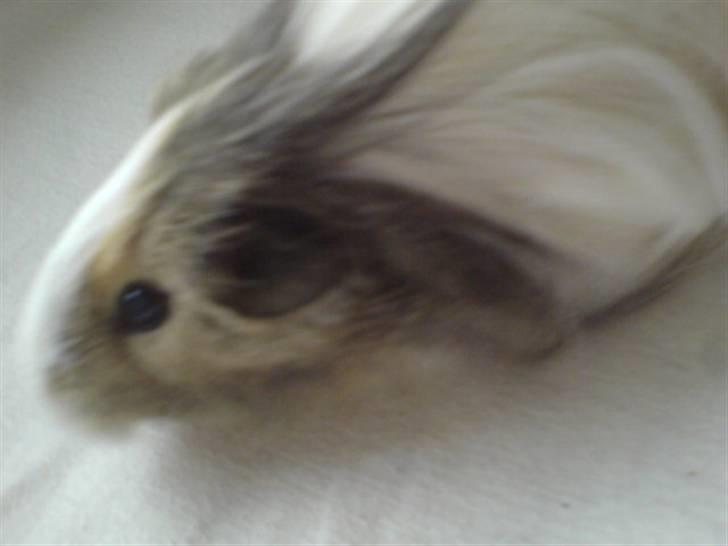 Marsvin Chilli R.I.P - Hun løb meget rundt billede 7