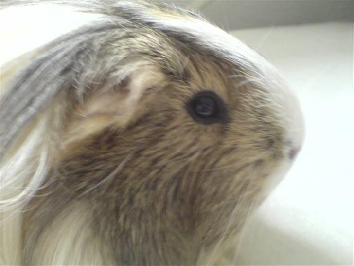 Marsvin Chilli R.I.P - søde øre billede 8