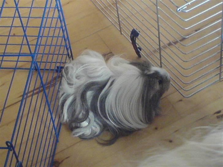 Marsvin Chilli R.I.P - Chilli legede gemme imellem burene billede 9