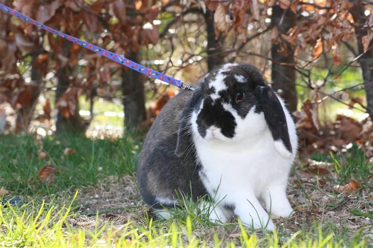 Kanin Udbryderkongen aka Bandit. R.I.P. - Udbryderen i haven (; billede 1