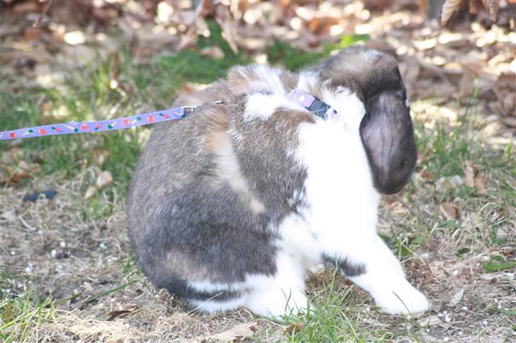 Kanin Udbryderkongen aka Bandit. R.I.P. - Slikning (:  billede 2