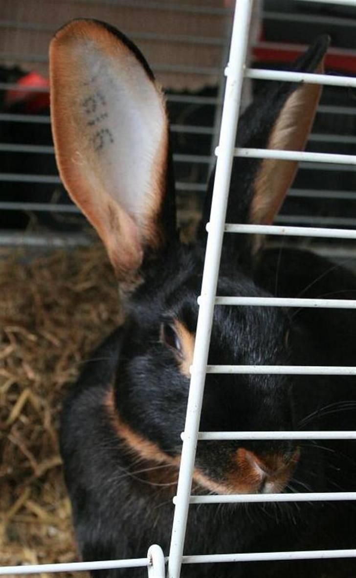 Kanin Savannah billede 10