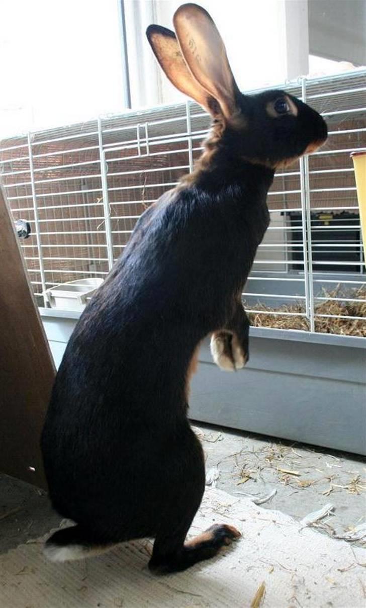 Kanin Savannah billede 11