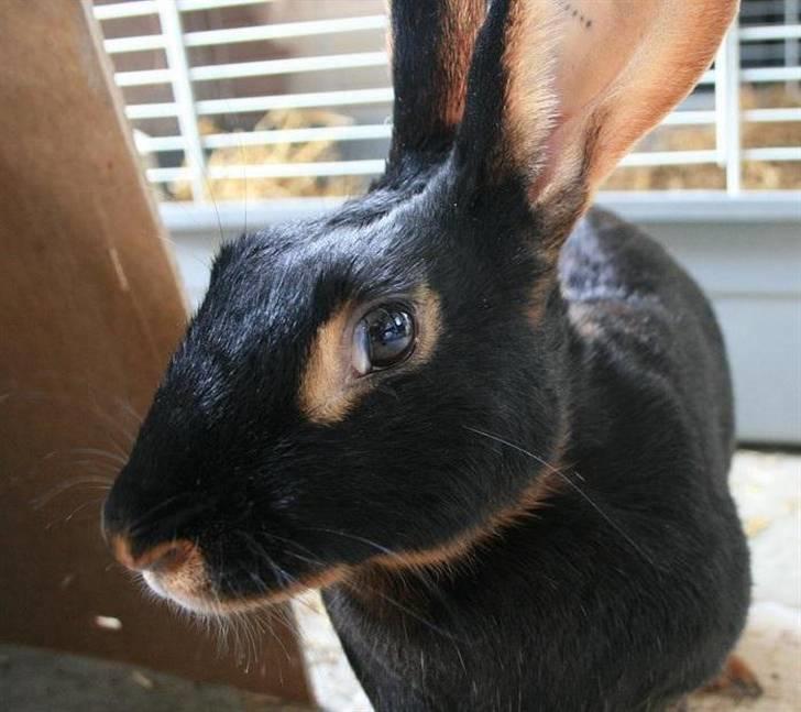 Kanin Savannah billede 12