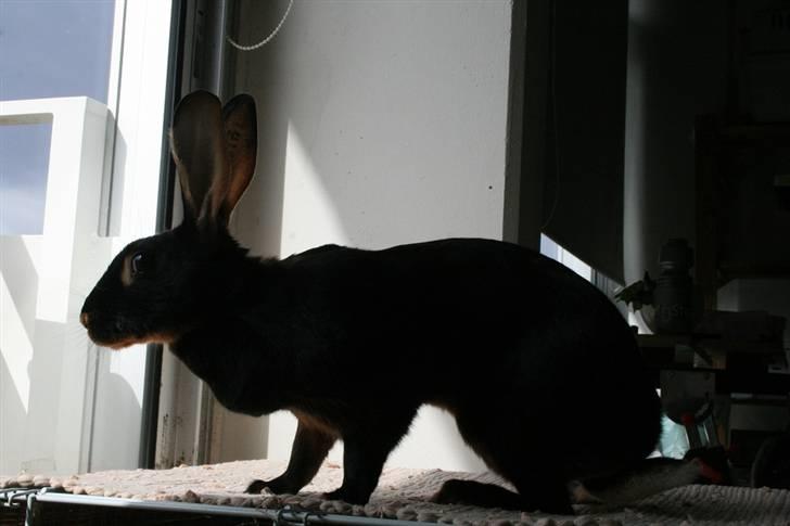 Kanin Savannah billede 13