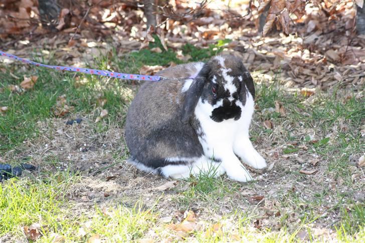 Kanin Udbryderkongen aka Bandit. R.I.P. billede 3