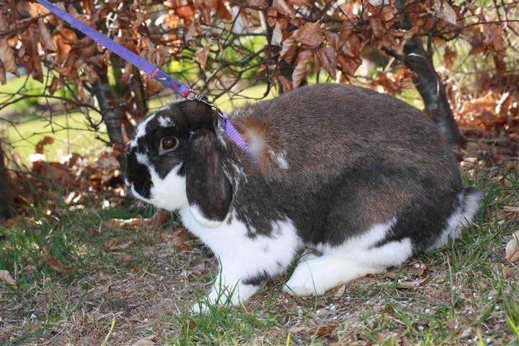 Kanin Udbryderkongen aka Bandit. R.I.P. billede 4