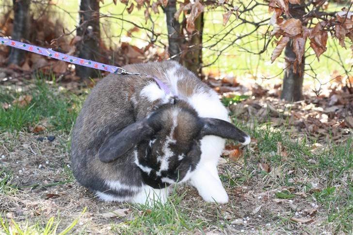 Kanin Udbryderkongen aka Bandit. R.I.P. billede 5