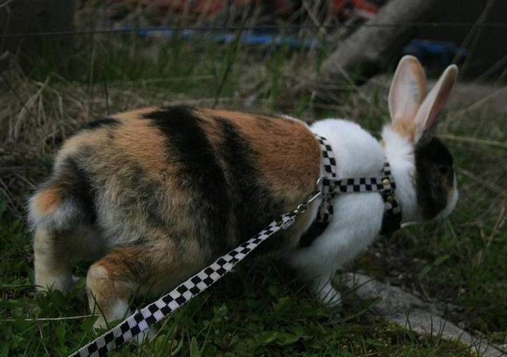 Kanin Beders November Rain billede 12