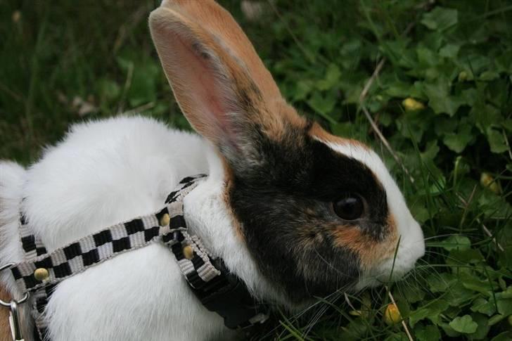 Kanin Beders November Rain billede 13