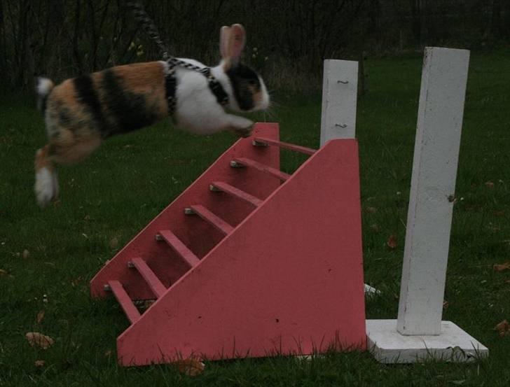 Kanin Beders November Rain - Min lille seje mand! :D billede 15