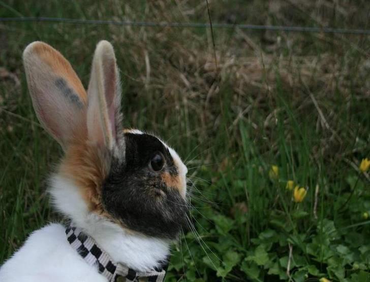 Kanin Beders November Rain billede 16