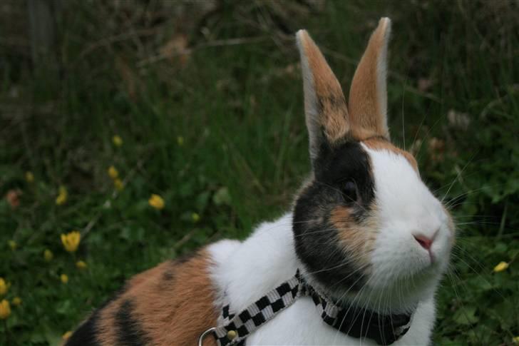 Kanin Beders November Rain billede 17