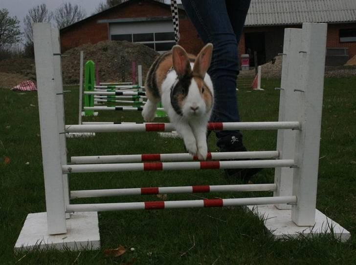 Kanin Beders November Rain billede 18