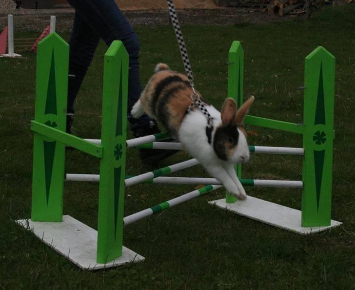 Kanin Beders November Rain billede 19