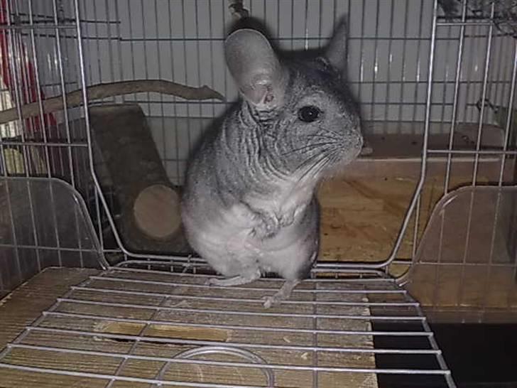 Chinchilla Viggi *aflivet d. 04-06-2012* - 22/11-10 billede 1