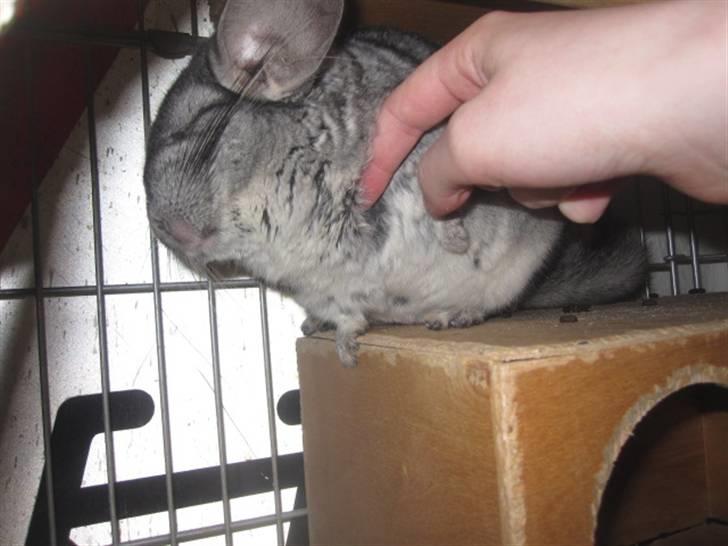 Chinchilla Viggi *aflivet d. 04-06-2012* - Viggi bliver nusset d. 10/3-11 billede 2