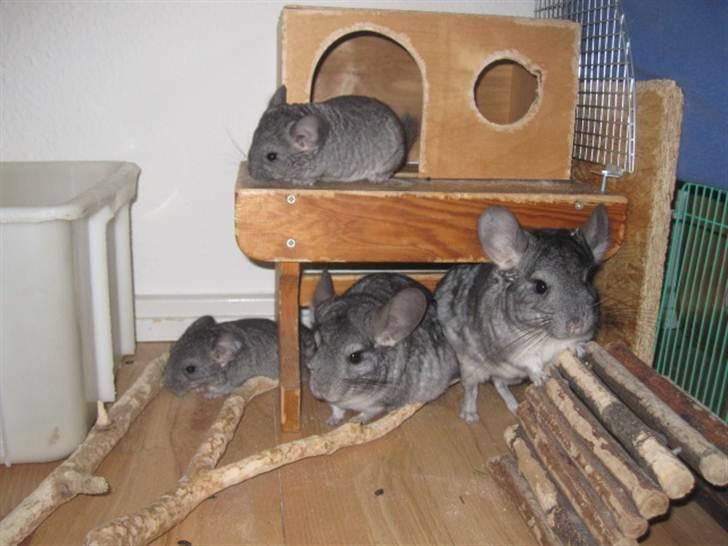 Chinchilla Viggi *aflivet d. 04-06-2012* - Gruppe billede - Viggi i midten. De andre er hendes unger.  billede 3