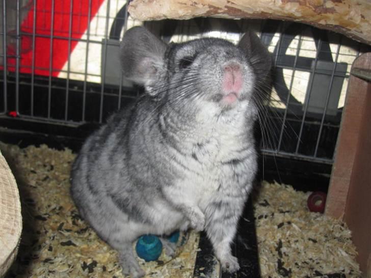 Chinchilla Viggi *aflivet d. 04-06-2012* - 3/5-11  billede 4