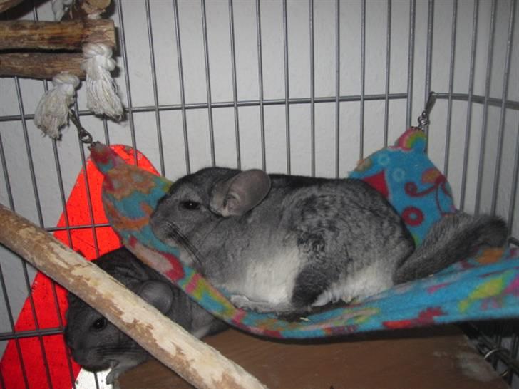 Chinchilla Viggi *aflivet d. 04-06-2012* - Viggi med to unger i maven. 7/3-11 billede 5