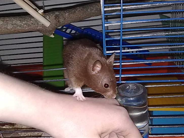 Hamster Malthes Brownie - Brownie 6/6-10 billede 4